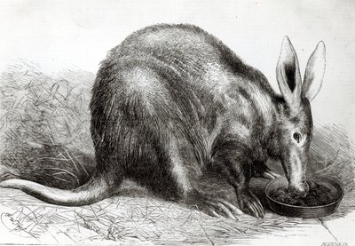 The Cape Ant-Eater at the Zoological Society